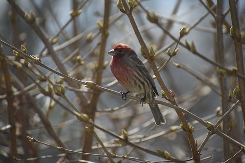 house finch  red  spring