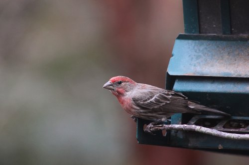 house finch  finch  bird