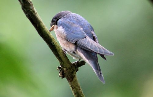 house martin bird animal