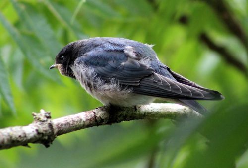 house martin bird animal