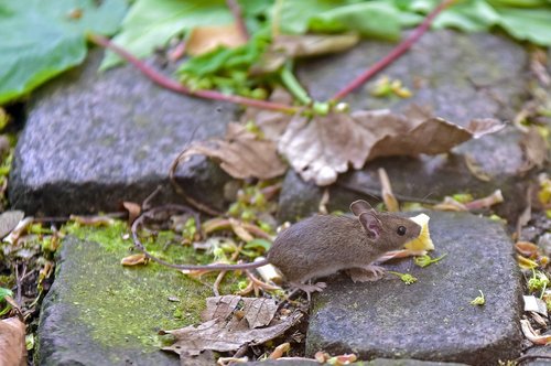 house mouse  mouse  rodent