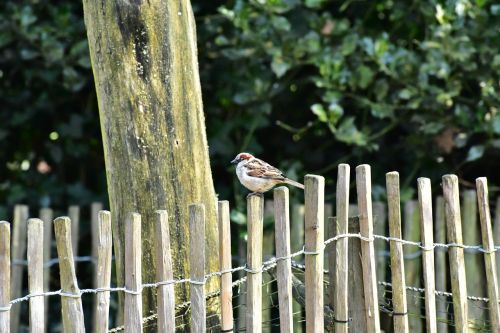 house sparrow sparrow bird