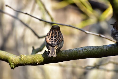 house sparrow sparrow bird