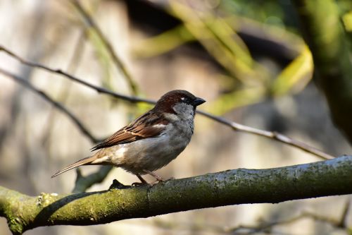 house sparrow sparrow bird