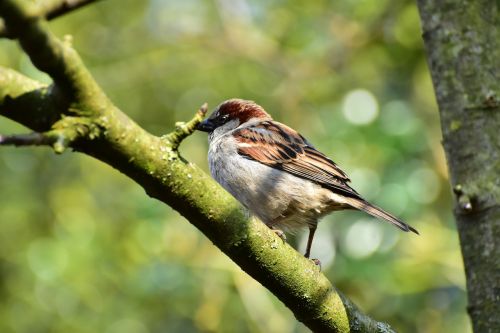 house sparrow sparrow bird