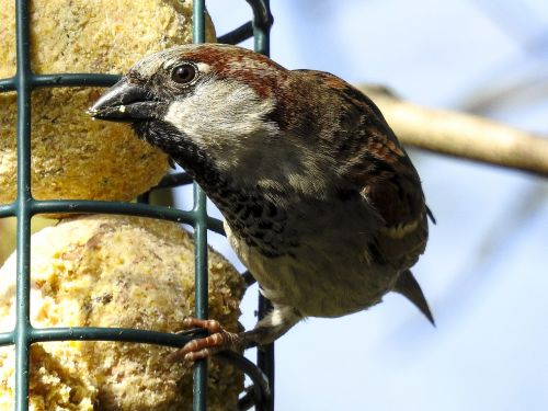 house sparrow sperling sparrow