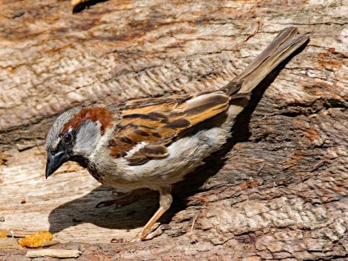 house sparrow sperling sparrow