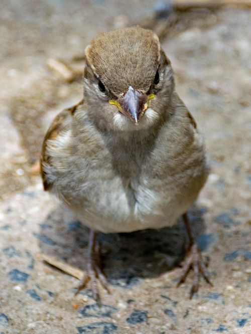 house sparrow sperling sparrow