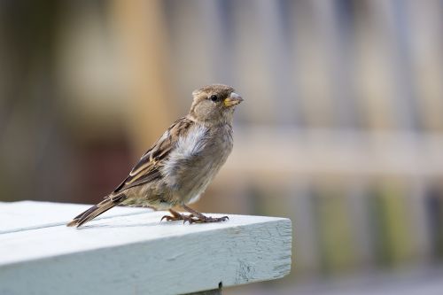 house sparrow female bird