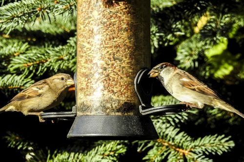 house sparrow sperling bird