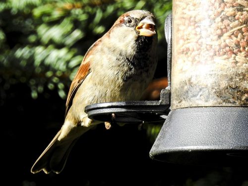 house sparrow sperling bird