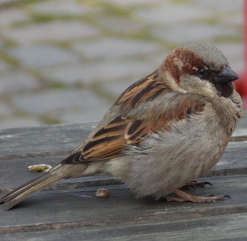 house sparrow sparrow sperling