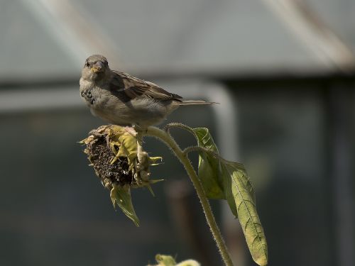 house sparrow sparrow bird