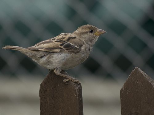 house sparrow sparrow bird