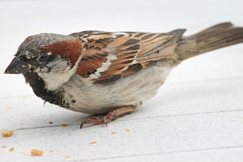 house sparrow  sparrow  passer domesticus