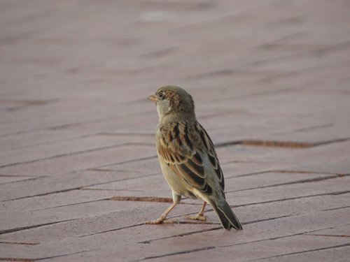 house sparrow  bird  feather