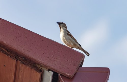 house sparrow  sparrow  bird