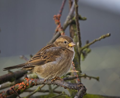 house sparrow  sparrow  sperling