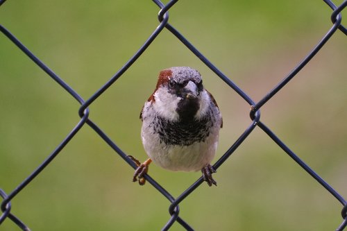 house sparrow  bird  sparrow
