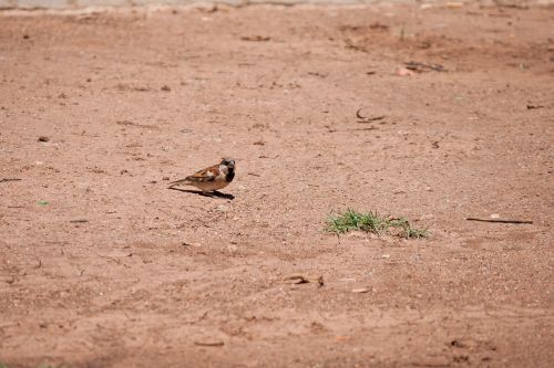 House Sparrow On The Ground