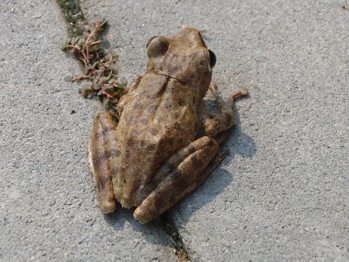 house veslonogy polypedates leucomystax frog