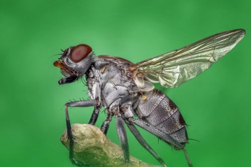 housefly fly macro