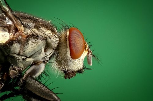 housefly fly insect