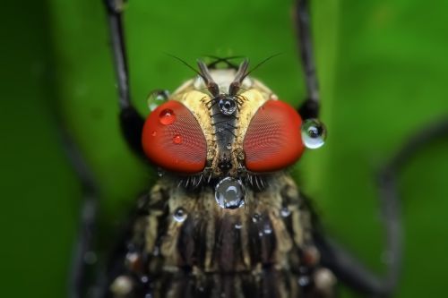 housefly insect macro