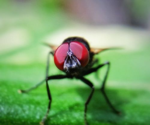 housefly fly animal