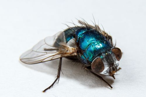 housefly fly insect