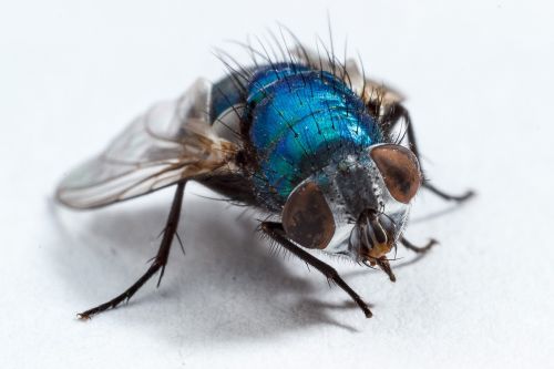 housefly fly insect