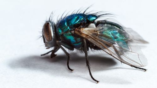 housefly fly insect