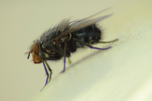 housefly fly insect