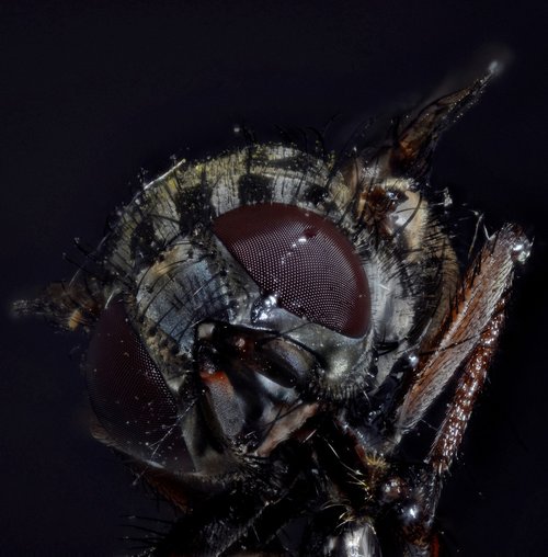housefly  compound  fly