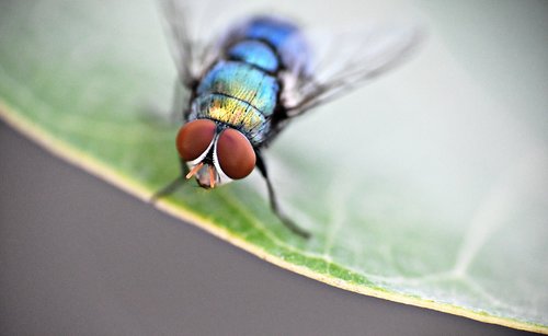 housefly  insect  fly