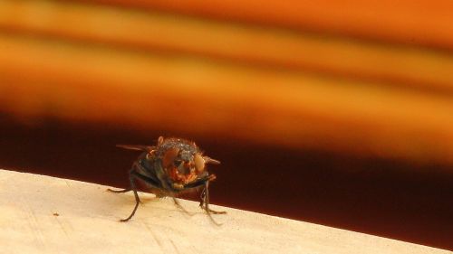 housefly fly insect