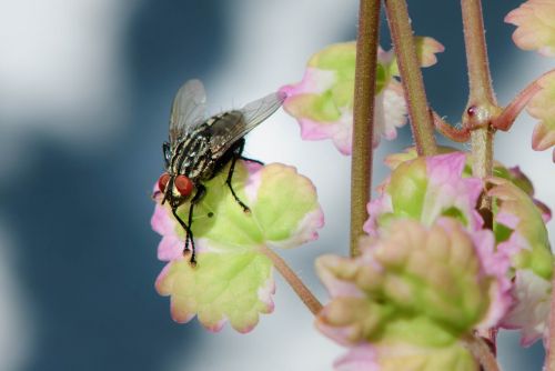 housefly fly macro