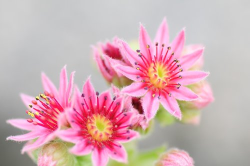 houseleek  garden  cactus