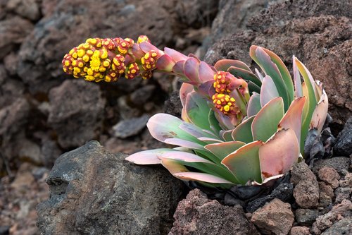 houseleek  blossom  bloom