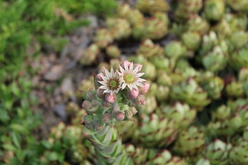 houseleek green plant