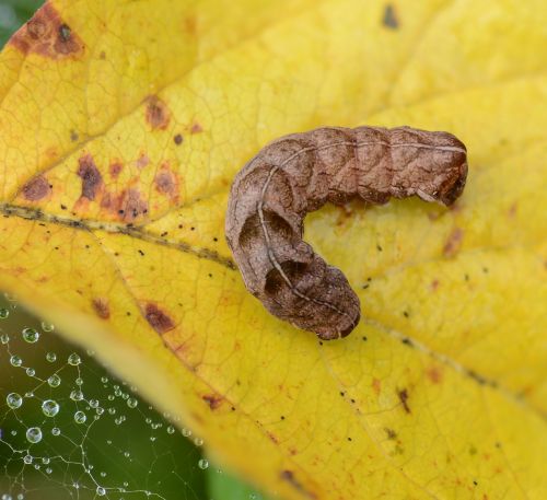 The Caterpillar On The Leaf