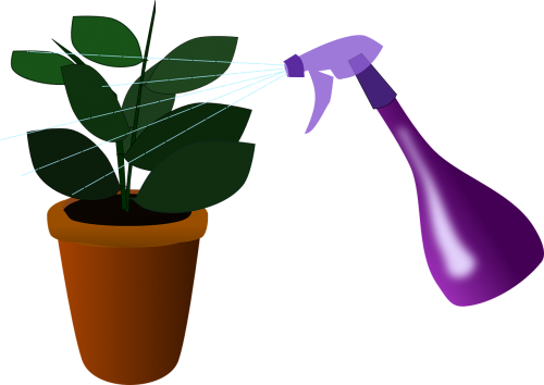 houseplant plant watering