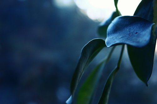 houseplant  leaf  green