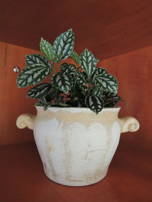 housing plant decoration flowerpot