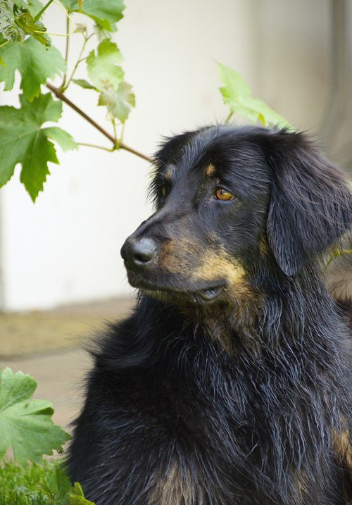 hovawart  dog  black