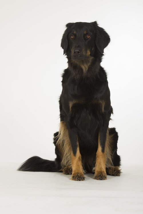 hovawart  dog  black