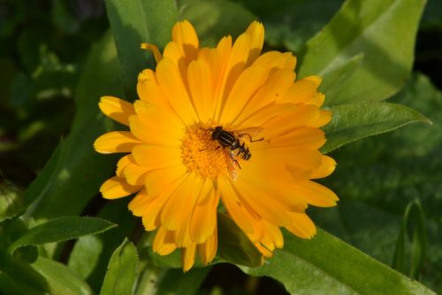 hover fly gerbera daisy sunshine