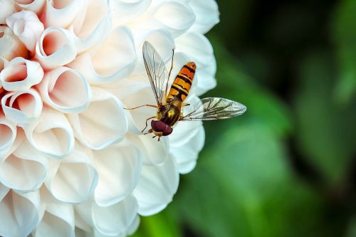hover fly insect animal