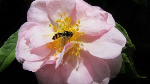 hover fly on pink rose flower