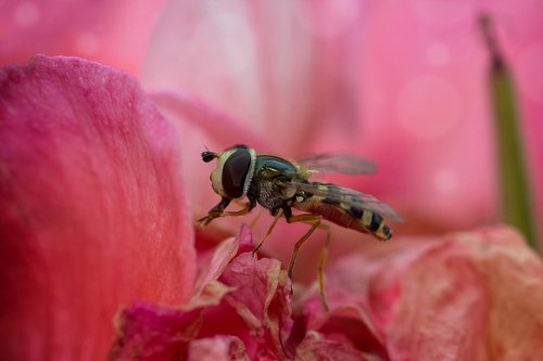hover fly  fly  insect